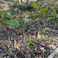 Pittosporum revolutum (Large-fruited Pittosporum) at North Nowra, NSW - 6 Oct 2024 by mahargiani