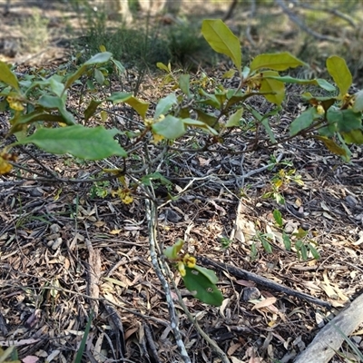 Pittosporum revolutum (Large-fruited Pittosporum) at North Nowra, NSW - 6 Oct 2024 by mahargiani