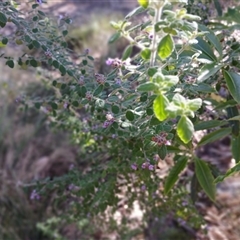 Prostanthera incana at North Nowra, NSW - 6 Oct 2024 by mahargiani