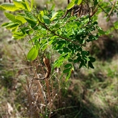 Unidentified Pea at North Nowra, NSW - 6 Oct 2024 by mahargiani