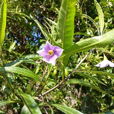 Solanum aviculare (Kangaroo Apple) at North Nowra, NSW - 6 Oct 2024 by mahargiani