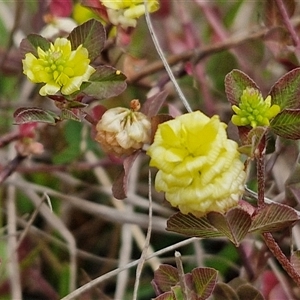 Trifolium campestre at Goulburn, NSW - 9 Oct 2024 03:11 PM