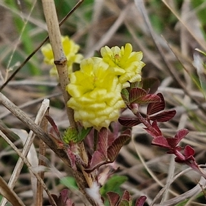 Trifolium campestre at Goulburn, NSW - 9 Oct 2024 03:11 PM