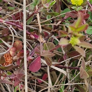 Trifolium campestre at Goulburn, NSW - 9 Oct 2024 03:11 PM