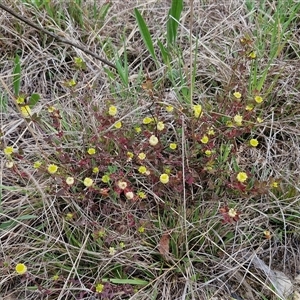 Trifolium campestre at Goulburn, NSW - 9 Oct 2024 03:11 PM