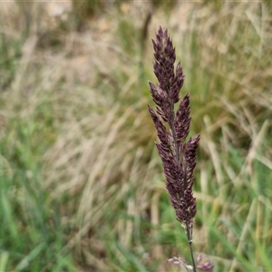 Holcus lanatus at Goulburn, NSW - 9 Oct 2024 03:09 PM