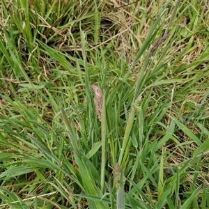 Holcus lanatus at Goulburn, NSW - 9 Oct 2024 03:09 PM