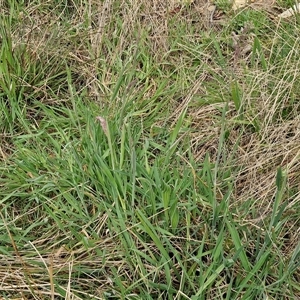 Holcus lanatus at Goulburn, NSW - 9 Oct 2024 03:09 PM