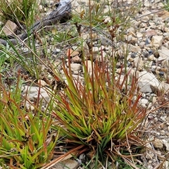 Juncus articulatus subsp. articulatus (Jointed Rush) at Goulburn, NSW - 9 Oct 2024 by trevorpreston