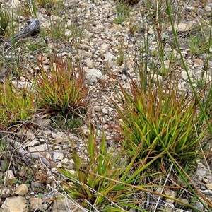 Juncus articulatus subsp. articulatus at Goulburn, NSW - 9 Oct 2024