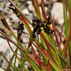 Juncus articulatus subsp. articulatus at Goulburn, NSW - 9 Oct 2024 03:08 PM