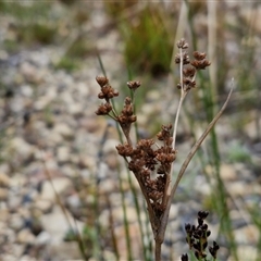 Juncus articulatus subsp. articulatus at Goulburn, NSW - 9 Oct 2024 03:08 PM