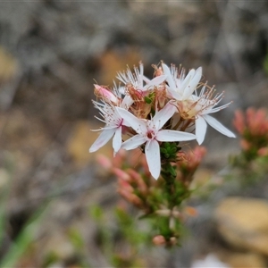 Calytrix tetragona at Goulburn, NSW - 9 Oct 2024 03:08 PM