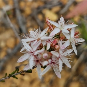 Calytrix tetragona at Goulburn, NSW - 9 Oct 2024 03:08 PM