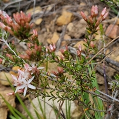 Calytrix tetragona at Goulburn, NSW - 9 Oct 2024 03:08 PM