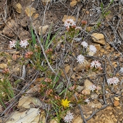 Calytrix tetragona at Goulburn, NSW - 9 Oct 2024 03:08 PM