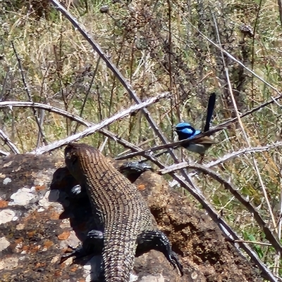 Egernia cunninghami (Cunningham's Skink) at Ainslie, ACT - 9 Oct 2024 by HarleyB