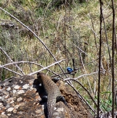 Egernia cunninghami at Ainslie, ACT - 9 Oct 2024 12:49 PM