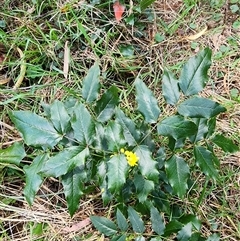 Berberis aquifolium at Ainslie, ACT - 9 Oct 2024 12:55 PM