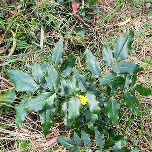 Berberis aquifolium at Ainslie, ACT - 9 Oct 2024 12:55 PM