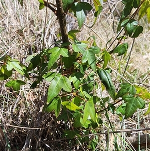 Acer buergerianum at Ainslie, ACT - 9 Oct 2024