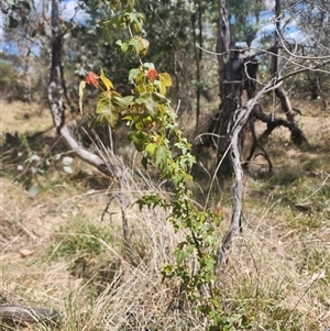 Acer buergerianum at Ainslie, ACT - 9 Oct 2024