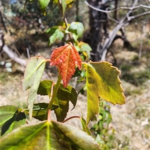 Acer buergerianum at Ainslie, ACT - 9 Oct 2024 11:39 AM