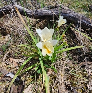 Freesia leichtlinii subsp. leichtlinii x Freesia leichtlinii subsp. alba at Ainslie, ACT - 9 Oct 2024