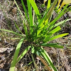 Freesia leichtlinii subsp. leichtlinii x Freesia leichtlinii subsp. alba at Ainslie, ACT - 9 Oct 2024