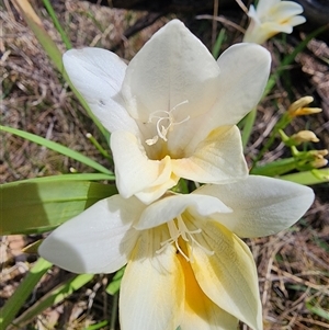 Freesia leichtlinii subsp. leichtlinii x Freesia leichtlinii subsp. alba at Ainslie, ACT - 9 Oct 2024