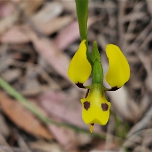 Diuris sulphurea at Goulburn, NSW - 9 Oct 2024