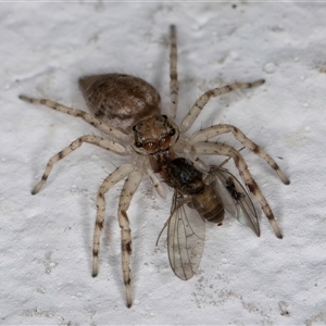 Helpis sp. (genus) at Melba, ACT - 6 Oct 2024