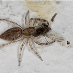 Helpis sp. (genus) at Melba, ACT - 6 Oct 2024