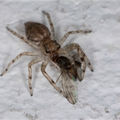 Helpis sp. (genus) at Melba, ACT - 6 Oct 2024