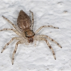 Helpis sp. (genus) at Melba, ACT - 6 Oct 2024