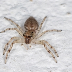 Helpis sp. (genus) at Melba, ACT - 6 Oct 2024