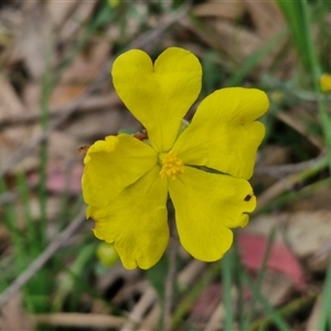 Hibbertia obtusifolia at Goulburn, NSW - 9 Oct 2024