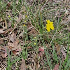 Hibbertia obtusifolia at Goulburn, NSW - 9 Oct 2024