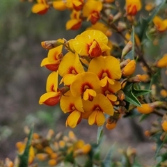 Podolobium ilicifolium (prickly shaggy-pea) at Goulburn, NSW - 9 Oct 2024 by trevorpreston