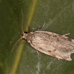 Hoplostega ochroma (a Eulechria Group moth) at Melba, ACT - 6 Oct 2024 by kasiaaus