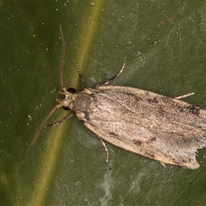 Hoplostega ochroma at Melba, ACT - 6 Oct 2024 07:50 PM