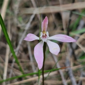 Caladenia carnea at Goulburn, NSW - suppressed