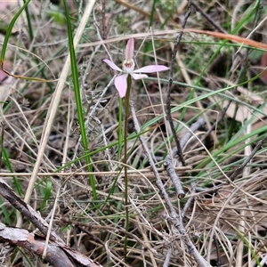 Caladenia carnea at Goulburn, NSW - suppressed