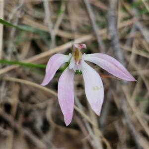 Caladenia carnea at Goulburn, NSW - suppressed