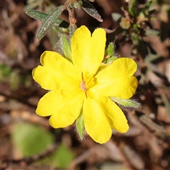 Hibbertia sp. (Guinea Flower) at The Rock, NSW - 6 Oct 2024 by ConBoekel