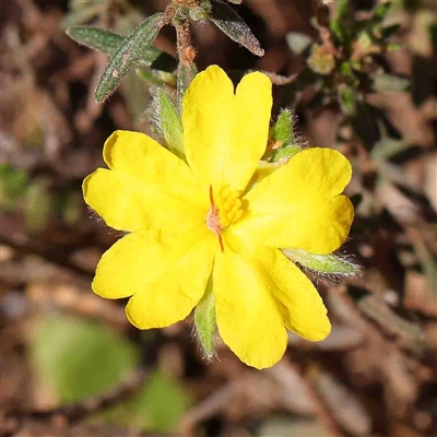 Hibbertia sp. (Guinea Flower) at The Rock, NSW - 6 Oct 2024 by ConBoekel