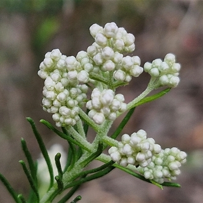 Ozothamnus diosmifolius (Rice Flower, White Dogwood, Sago Bush) at Goulburn, NSW - 9 Oct 2024 by trevorpreston