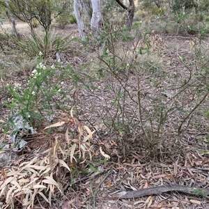 Ozothamnus diosmifolius at Goulburn, NSW - 9 Oct 2024