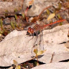 Diplacodes bipunctata (Wandering Percher) at The Rock, NSW - 6 Oct 2024 by ConBoekel