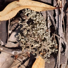 Unidentified Lichen at The Rock, NSW - 7 Oct 2024 by ConBoekel